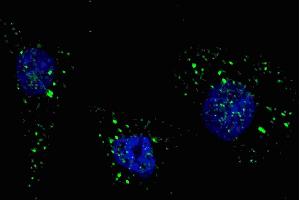 Fluorescent image of  cells stained with PI3KC3 (S34) antibody. (PIK3C3 Antikörper  (AA 14-39))