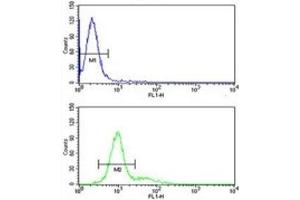 Retinoblastoma antibody flow cytometric analysis of 293 cells (green) compared to a negative control (blue). (Retinoblastoma Protein (Rb) Antikörper  (AA 858-886))