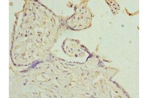 Immunohistochemistry of paraffin-embedded human placenta tissue using ABIN7156942 at dilution of 1:100 (IL9 Receptor Antikörper  (AA 272-521))