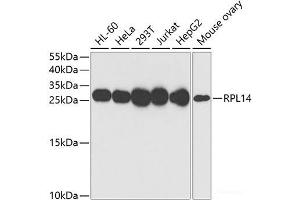 Western blot analysis of extracts of various cell lines using RPL14 Polyclonal Antibody at dilution of 1:1000. (RPL14 Antikörper)