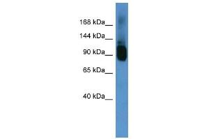 Western Blot showing Abcf1 antibody used at a concentration of 1-2 ug/ml to detect its target protein. (ABCF1 Antikörper  (C-Term))