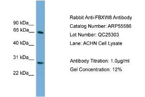 WB Suggested Anti-FBXW8  Antibody Titration: 0. (FBXW8 Antikörper  (Middle Region))