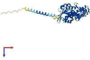 Protein Structure (PS) image for Guanine Nucleotide Binding Protein (G Protein) alpha 12 (GNA12) (AA 1-379) protein (His tag) (ABIN7563025)