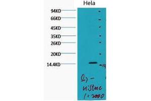 Western Blot (WB) analysis of HeLa, diluted at 1:2000. (Histone 3 Antikörper  (H3K79me2))