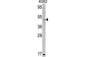 Western blot analysis of GATA2 Antibody (C-term) in K562 cell line lysates (35 µg/lane).