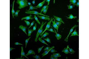 IF analysis of IRF3 using anti-IRF3 antibody (ABIN7599371).