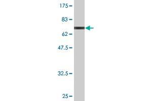 Western Blotting (WB) image for anti-Septin 1 (SEPT1) (AA 1-367) antibody (ABIN514987)