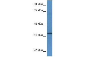 WB Suggested Anti-Tspan33 Antibody Titration: 1. (TSPAN33 Antikörper  (C-Term))