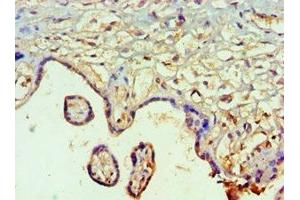 Immunohistochemistry of paraffin-embedded human placenta tissue using ABIN7160250 at dilution of 1:100 (SMAD9 Antikörper  (AA 1-300))