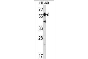 Western blot analysis in HL-60 cell line lysates (35ug/lane). (HSF4 Antikörper  (N-Term))