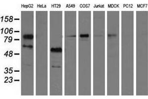 Western blot analysis of extracts (35 µg) from 9 different cell lines by using anti-PIK3AP1 monoclonal antibody. (PIK3AP1 Antikörper)