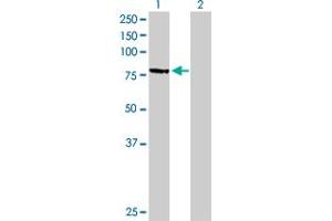 Western Blot analysis of MPP3 expression in transfected 293T cell line by MPP3 MaxPab polyclonal antibody. (MPP3 Antikörper  (AA 1-585))