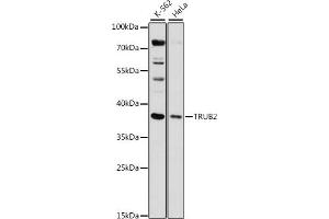 Western blot analysis of extracts of various cell lines, using TRUB2 antibody (ABIN7271015) at 1:1000 dilution. (TRUB2 Antikörper  (AA 122-331))