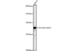 SLC25A4 Antikörper