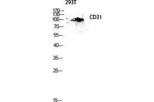 Western Blot (WB) analysis of 293T lysis using CD31 antibody. (CD31 Antikörper  (Thr224))
