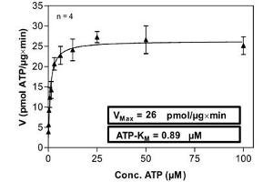 Image no. 2 for AXL Receptor tyrosine Kinase (AXL) (AA 464-885) (Active) protein (His-GST) (ABIN5570040) (AXL Protein (AA 464-885) (His-GST))