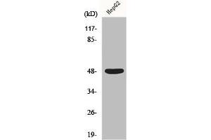Western Blot analysis of HepG2 cells using Enolase Polyclonal Antibody (ENO2/NSE Antikörper  (C-Term))