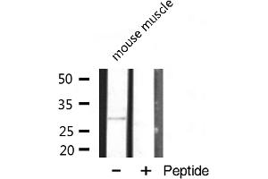 Western blot analysis of MRPL10 expression in mouse muscle lysate (MRPL10 Antikörper  (C-Term))
