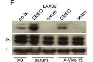 Western Blotting (WB) image for anti-Glyceraldehyde-3-Phosphate Dehydrogenase (GAPDH) antibody (ABIN2857072)