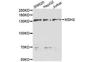 Western blot analysis of extracts of various cell lines, using MSH3 antibody. (MSH3 Antikörper  (AA 617-761))