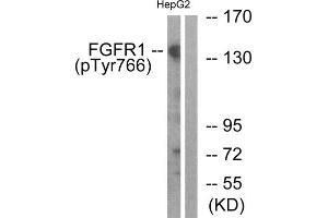 Western blot analysis of extracts from HepG2 cells, treated with EGF (200ng/ml, 30mins), using FGFR1 (Phospho-Tyr766) antibody. (FGFR1 Antikörper  (pTyr766))