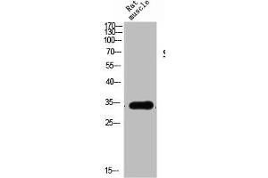 Western Blot analysis of RAT-MUSCLE cells using Siah-1/2 Polyclonal Antibody (SIAH1/2 Antikörper  (Internal Region))