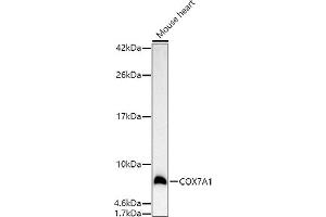 Western blot analysis of extracts of Mouse heart, using COX7 antibody (4721) at 1:500 dilution. (COX7A1 Antikörper  (AA 1-79))