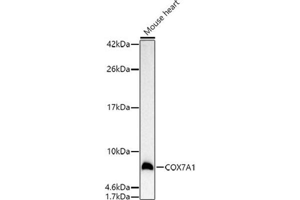 COX7A1 Antikörper  (AA 1-79)