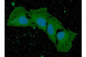 ICC/IF analysis of BMP8b in HaLe cells. (BMP8B Antikörper  (AA 264-402))