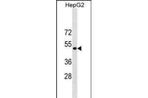 ST6GAL1 Antibody (Center) (ABIN1881841 and ABIN2838853) western blot analysis in HepG2 cell line lysates (35 μg/lane). (ST6GAL1 Antikörper  (AA 178-206))