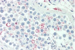 ABIN5539660 (5µg/ml) staining of paraffin embedded Human Testis. (ADIG Antikörper  (AA 41-52))
