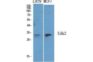 Western Blot (WB) analysis of specific cells using Cdk2 Polyclonal Antibody. (CDK2 Antikörper  (C-Term))