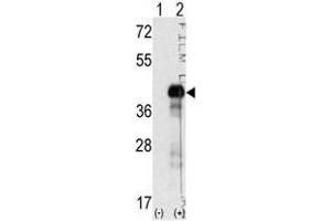 Image no. 2 for anti-SRY (Sex Determining Region Y)-Box 2 (SOX2) (N-Term) antibody (ABIN357437) (SOX2 Antikörper  (N-Term))