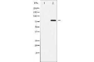 Western blot analysis of PKC theta phosphorylation expression in PMA treated Jurkat whole cell lysates,The lane on the left is treated with the antigen-specific peptide. (PKC theta Antikörper  (pSer676))