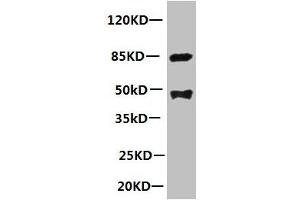 All lanes: Mouse anti-human Platelet-activating factor acetylhydrolase monoclonal Antibody at 1 μg/mL Lane 1:mouse spleen tissue Secondary:HRP labeled Goat polyclonal to Mouse IgG at 1/3000 dilution Predicted band size : 48kd Observed band size : 44kd Additional bands at: 85kd (PLA2G7 Antikörper)