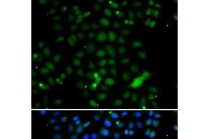 Immunofluorescence analysis of A549 cells using ELF4 Polyclonal Antibody (Elf4 Antikörper)