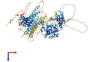PKN2 Protein (AA 1-984) (His tag)