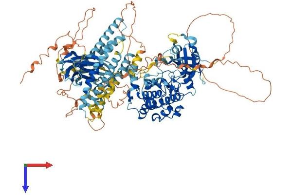 PKN2 Protein (AA 1-984) (His tag)
