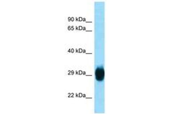 SKA1 antibody  (AA 51-100)