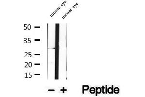 Western blot analysis of extracts of mouse eye tissue, using REEP2 antibody.