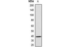 Western blot analysis of GNAO1 expression in mouse brain (A) whole cell lysates. (GNAO1 Antikörper)