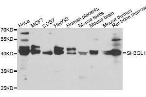 Western blot analysis of extracts of various cell lines, using SH3GL1 antibody. (SH3GL1 Antikörper)