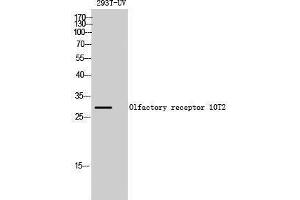 Western Blotting (WB) image for anti-Olfactory Receptor, Family 10, Subfamily T, Member 2 (OR10T2) (C-Term) antibody (ABIN3176475) (OR10T2 Antikörper  (C-Term))