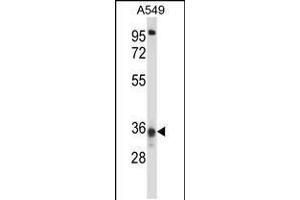 Western blot analysis in A549 cell line lysates (35ug/lane). (CCDC50 Antikörper  (AA 86-114))