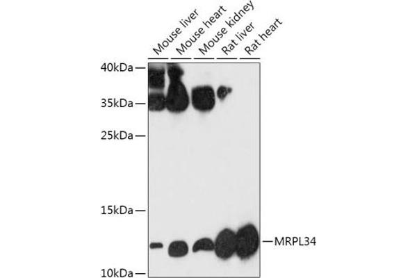 MRPL34 Antikörper  (AA 16-92)