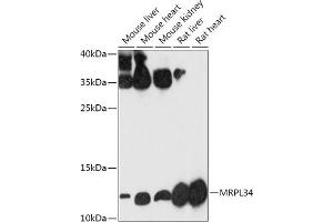 Western blot analysis of extracts of various cell lines, using MRPL34 antibody (ABIN7268568) at 1:1000 dilution.