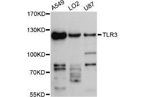 Western blot analysis of extracts of various cell lines, using TLR3 antibody (ABIN4905430) at 1:3000 dilution. (TLR3 Antikörper)