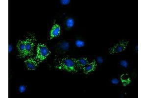 Anti-GATM mouse monoclonal antibody (ABIN2454759) immunofluorescent staining of COS7 cells transiently transfected by pCMV6-ENTRY GATM (RC200474). (GATM Antikörper)