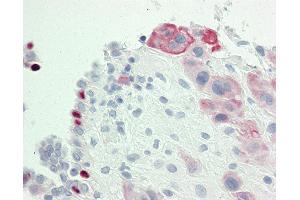 Anti-IGSF5 / JAM4 antibody IHC staining of human placenta. (IGSF5 Antikörper  (AA 1-30))