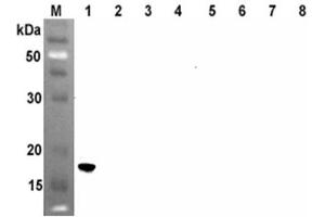 Western blot analysis using anti-ANGPTL4 (CCD) (human), mAb (Kairos4-153AD)  at 1:500 dilution.
